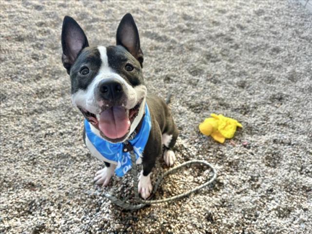 adoptable Dog in Mesa, AZ named CASHEW