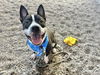 adoptable Dog in  named CASHEW