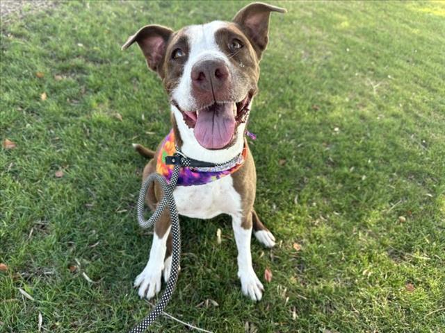 adoptable Dog in Mesa, AZ named ARIAT