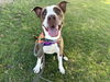 adoptable Dog in  named ARIAT
