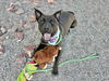 adoptable Dog in  named MORT