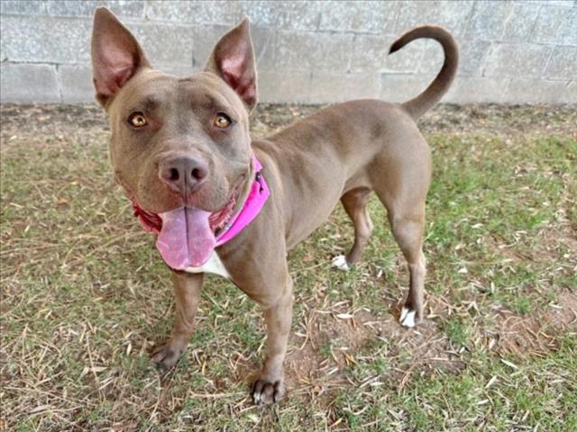 adoptable Dog in Mesa, AZ named ZIVA