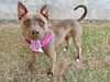 adoptable Dog in  named ZIVA
