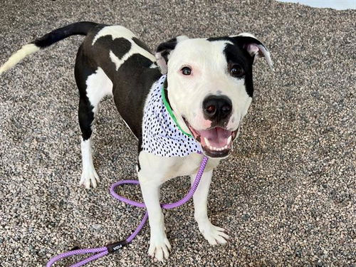 picture of the dog needing adoption