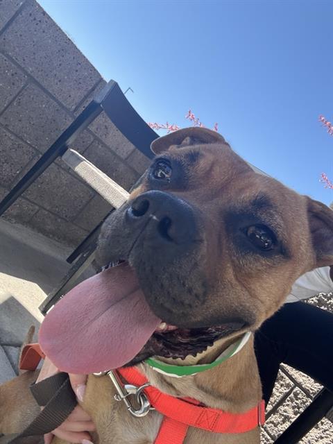 picture of the dog needing adoption