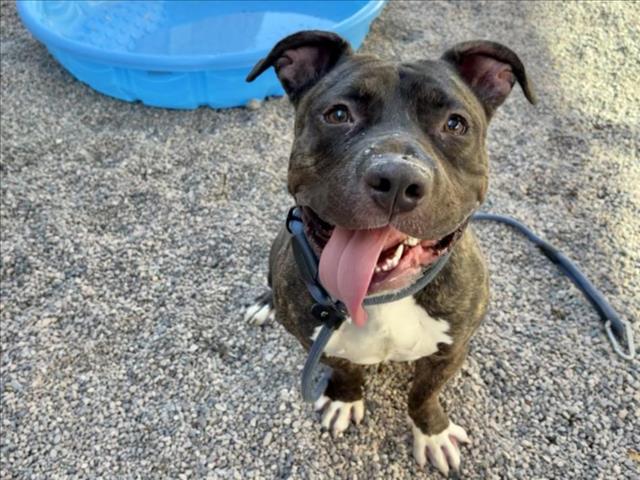 adoptable Dog in Mesa, AZ named NUBS