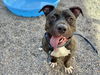 adoptable Dog in  named NUBS