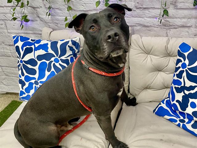 adoptable Dog in Mesa, AZ named ANDERSON