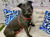 adoptable Dog in  named ANDERSON