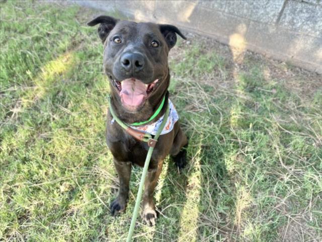 adoptable Dog in Mesa, AZ named GRUMBLE BEE