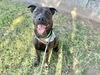 adoptable Dog in  named GRUMBLE BEE