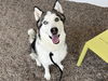 adoptable Dog in  named LUPE
