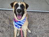 adoptable Dog in Mesa, AZ named RUDY