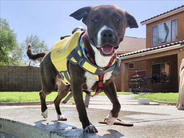 adoptable Dog in Mesa, AZ named GORDO