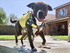 adoptable Dog in  named GORDO