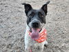 adoptable Dog in Mesa, AZ named OLIVIA