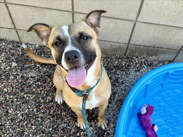 adoptable Dog in Mesa, AZ named KNOX