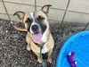 adoptable Dog in  named KNOX