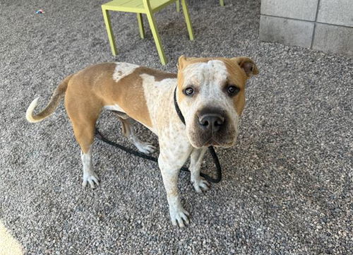 picture of the dog needing adoption