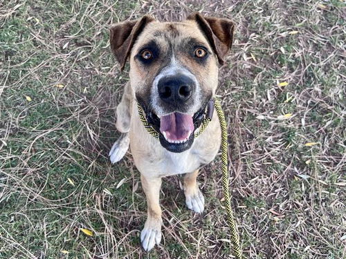picture of the dog needing adoption