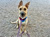 adoptable Dog in Mesa, AZ named EDDIE