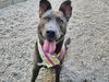 adoptable Dog in  named MYST