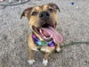 adoptable Dog in  named SAMMY