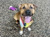 adoptable Dog in  named CHARM