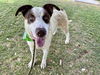adoptable Dog in Mesa, AZ named TENDER