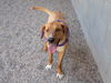 adoptable Dog in Mesa, AZ named RA