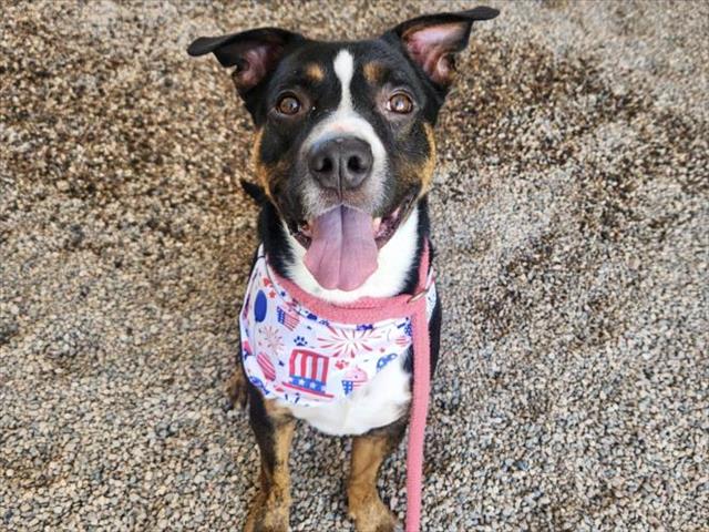 adoptable Dog in Mesa, AZ named BEAR
