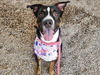 adoptable Dog in  named BEAR