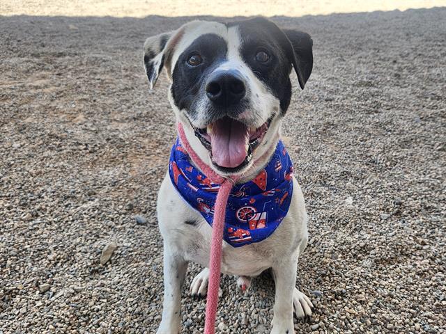 adoptable Dog in Mesa, AZ named ZORRO
