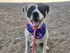 adoptable Dog in  named ZORRO