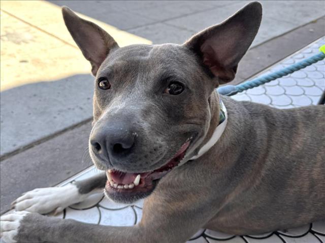 adoptable Dog in Mesa, AZ named SICILY