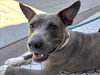 adoptable Dog in  named SICILY
