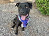 adoptable Dog in Mesa, AZ named DELANEY