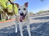 adoptable Dog in Mesa, AZ named SURF