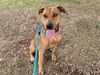 adoptable Dog in  named RED