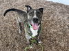 adoptable Dog in Mesa, AZ named RUTABAGA