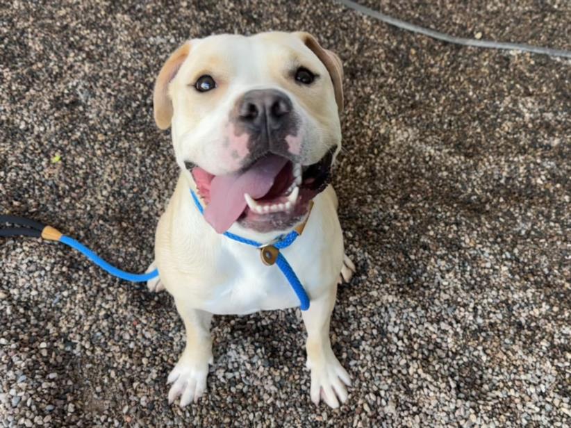 adoptable Dog in Mesa, AZ named CB