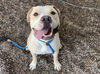 adoptable Dog in Mesa, AZ named CB