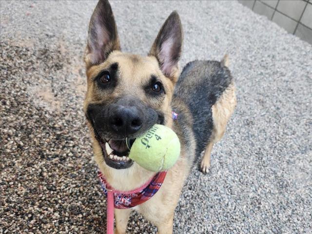 adoptable Dog in Mesa, AZ named MAYOR