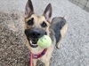 adoptable Dog in Mesa, AZ named MAYOR