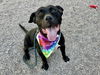 adoptable Dog in Mesa, AZ named ROMAN