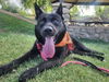 adoptable Dog in  named WALLIE