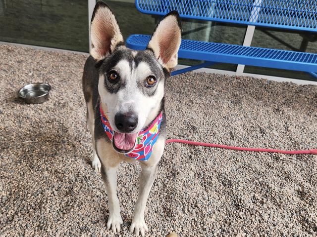 adoptable Dog in Mesa, AZ named KOROK