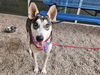 adoptable Dog in  named KOROK