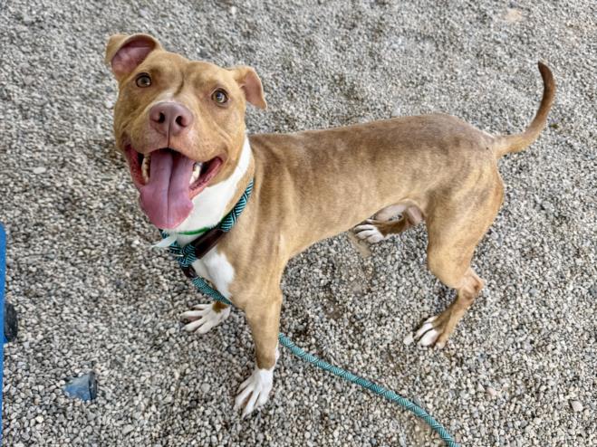 adoptable Dog in Mesa, AZ named GUMMY BEAR