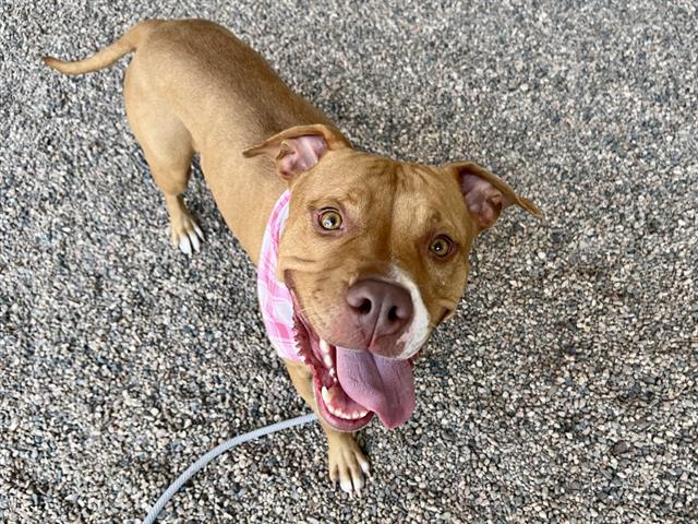 adoptable Dog in Mesa, AZ named DAKOTA